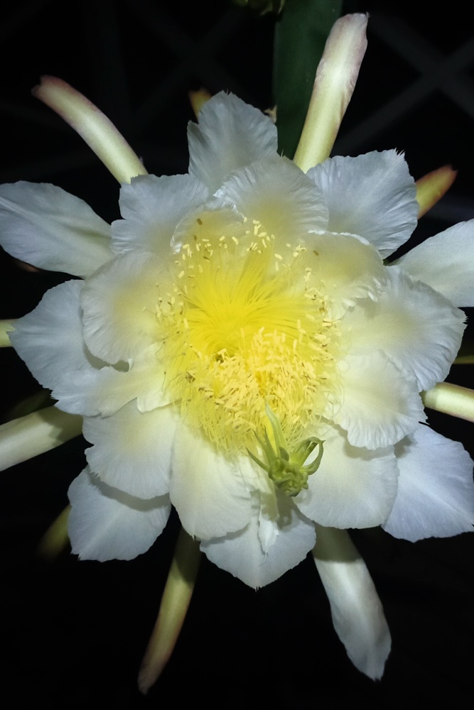 Sugar Dragon Dragon Fruit Obsession